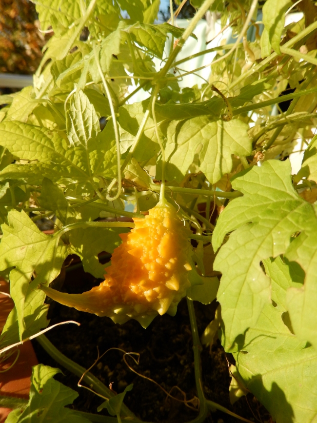 Doğa özlemi çekenler hasretlerini şehirde tarımla gideriyor